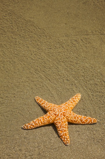 Abstract;Abstractions;Beach;Beaches;California;Crescent Beach;Crescent City;Gray;Grey;Orange;Patterns;Sand;Shapes;Shore;Shoreline;Textures;White